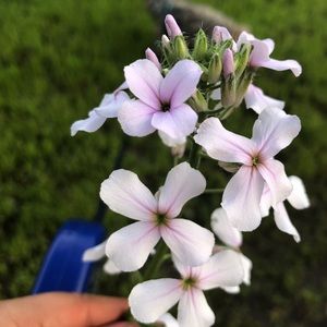 Meet your Posher, Yaret